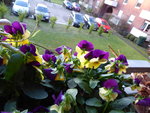 P1050895Hornveilchen.JPG