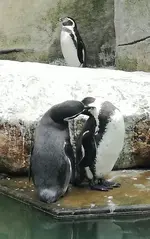 Pingus Bussi.webp