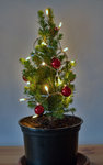 tannenbaum.jpg