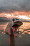 bild.png