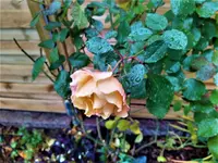 IMG_20211210_153609_4.webp