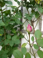 P1050916Kletterrose Azubis.webp