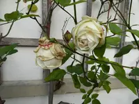 P1050918Kronprinzessin Viktoria.webp