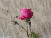 P1050933Kletterrose Rosarium Uettersen.webp