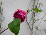 P1050937Kletterrose Gruß an Heidelberg.JPG