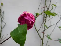 P1050937Kletterrose Gruß an Heidelberg.webp