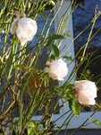 P1050882Schneewittchen.JPG