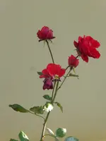 P1050884rote Hausrose.webp