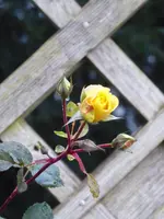 P1050851Luzia.webp