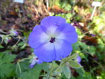 P1050901Storchschnabel Rozanne.JPG
