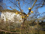 P1050904Chinesische Winterblüte.JPG