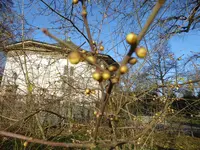 P1050904Chinesische Winterblüte.webp