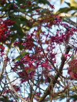 P1050913Losbaum.webp