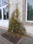 P1050928Winterjasmin.JPG