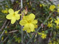 P1050930Winterjasmin.webp