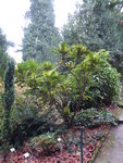 P1050947Winterblühende Schmuckmahonie.JPG