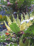 P1050948Winterblühende Schmuckmahonie.JPG