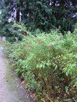 P1050952Scharlachfuchsie Conica.JPG