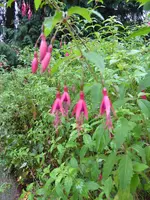 P1050953Scharlachfuchsie Conica.webp