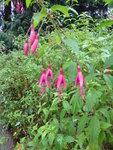 P1050953Scharlachfuchsie Conica.JPG