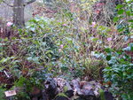 P1050961Herbstblühende Sasanqua-Kamelie.JPG