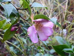 P1050962Herbstblühende Sasanqua-Kamelie.JPG