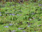 P1050965eventuell Sommerknotenblume.JPG