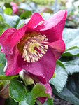 P1050969H.iburgensis Schneerose Ice N'Roses Benotta.JPG