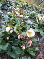 P1050971H.ericsmithii Schneerose Snow Dance.webp