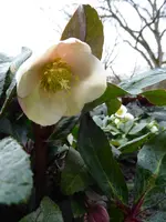 P1050972H.ericsmithii Schneerose Snow Dance.webp