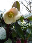 P1050972H.ericsmithii Schneerose Snow Dance.JPG