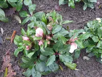 P1050973H.ericsmithii Schneerose Snow Dance.webp