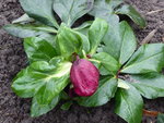 P1050980H. lemperii Schneerose Leona.JPG