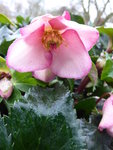 P1050986H.glandorfensis Schneerose Ice N'Roses Early Rose.JPG