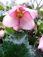 P1050986H.glandorfensis Schneerose Ice N'Roses Early Rose.webp