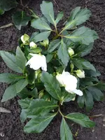 P1050988H.hybride Schneerose Frosty.webp