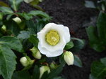 P1050989H.hybride Schneerose Frosty.JPG