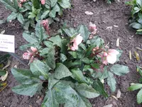 P1050991H.ballardiae Schneerose Maestro.webp