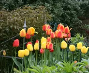 Frühling2316.webp