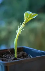 ackerbohne.webp