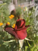 IMG_20210613_175254.webp