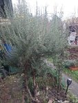 IMG_20211215_114630.jpg