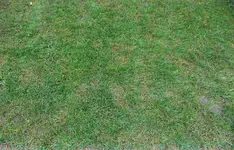 Rasen T13 20211215k.webp