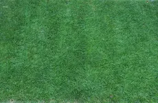 Rasen T13 20210904k.webp