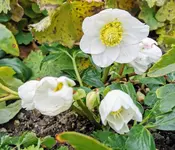 IMG_20211216_104710.webp