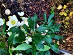 IMG_20211217_094728_2.jpg