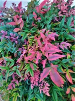 IMG_20211217_094732_1.jpg