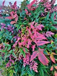 IMG_20211217_094732_1.jpg