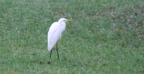 Silberreier 0821.webp