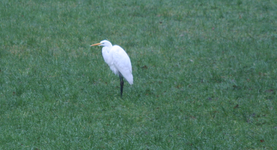 Silberreier 0921.webp